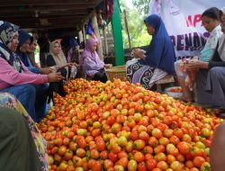 Upaya Mendukung Ketahanan Pangan, TP-PKK Tidore Panen Tomat di Kelurahan Seli