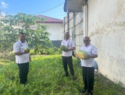 Panen Pepaya dan Semangka Dilahan Sempit, Bukti Dukungan Rutan Kelas IIB Soasiu Terhadap Ketahanan Pangan