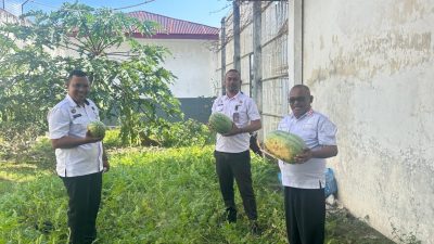 Panen Pepaya dan Semangka Dilahan Sempit, Bukti Dukungan Rutan Kelas IIB Soasiu Terhadap Ketahanan Pangan