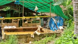 Polres Proses Pelaku Tambang Ilegal di Halsel