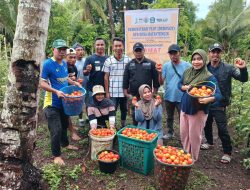 Program TEKAD. KPB Desa Matantengin Panen Tomat 1,2 Ton, Hasil Penjualan Tembus Rp 24 Juta