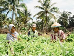 Lewat Kelompok Wanita Tani, Ibu Rumah Tangga di Pulau Obi Topang Ekonomi Keluarga