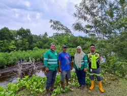 Program Mangrove NHM di Kao Berhasil Pulihkan Kawasan Pesisir dan Tingkatkan Ketahanan Lingkungan 