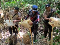 Polres Musnahkan Pabrik Miras Jenis Captikus di Desa Sawadai
