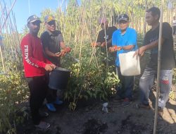 Panen Perdana Tomat Program TEKAD KPB Desa Waigitang Mencapai 2 Ton
