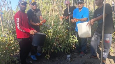 Panen Perdana Tomat Program TEKAD KPB Desa Waigitang Mencapai 2 Ton
