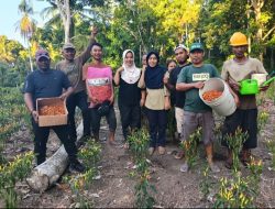 Dukungan Program TEKAD, KPB Desa Rabutdaiyo Panen Perdana Cabe Rawit