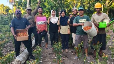 Dukungan Program TEKAD, KPB Desa Rabutdaiyo Panen Perdana Cabe Rawit