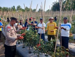 Panen Perdana Tomat Program Tekad KPB Desa Sangapati Tembus 1,2 Ton