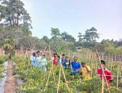 Musim Kemarau, Masyarakat Binaan TEKAD Kecamatan Pulau Makian Panen Cabe Rawit